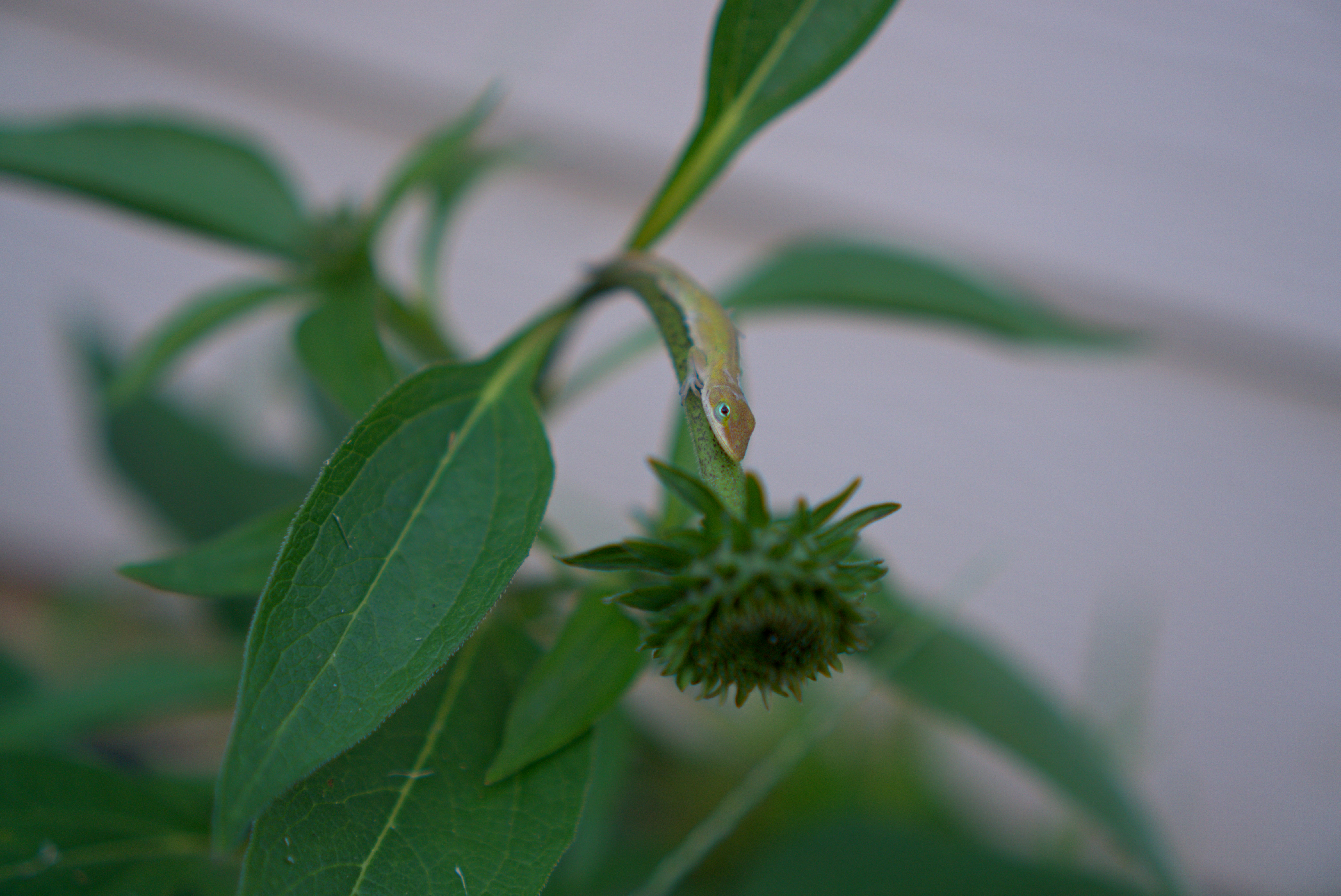 a close up of a green plant with leaves