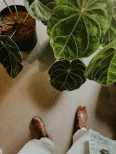 A pair of brown leather shoes is visible on a textured floor surrounded by large green leaves from potted plants. The leaves have prominent white veins and a lush appearance. Part of a person's pants and denim jacket can also be seen.