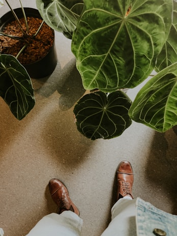 A pair of brown leather shoes is visible on a textured floor surrounded by large green leaves from potted plants. The leaves have prominent white veins and a lush appearance. Part of a person's pants and denim jacket can also be seen.