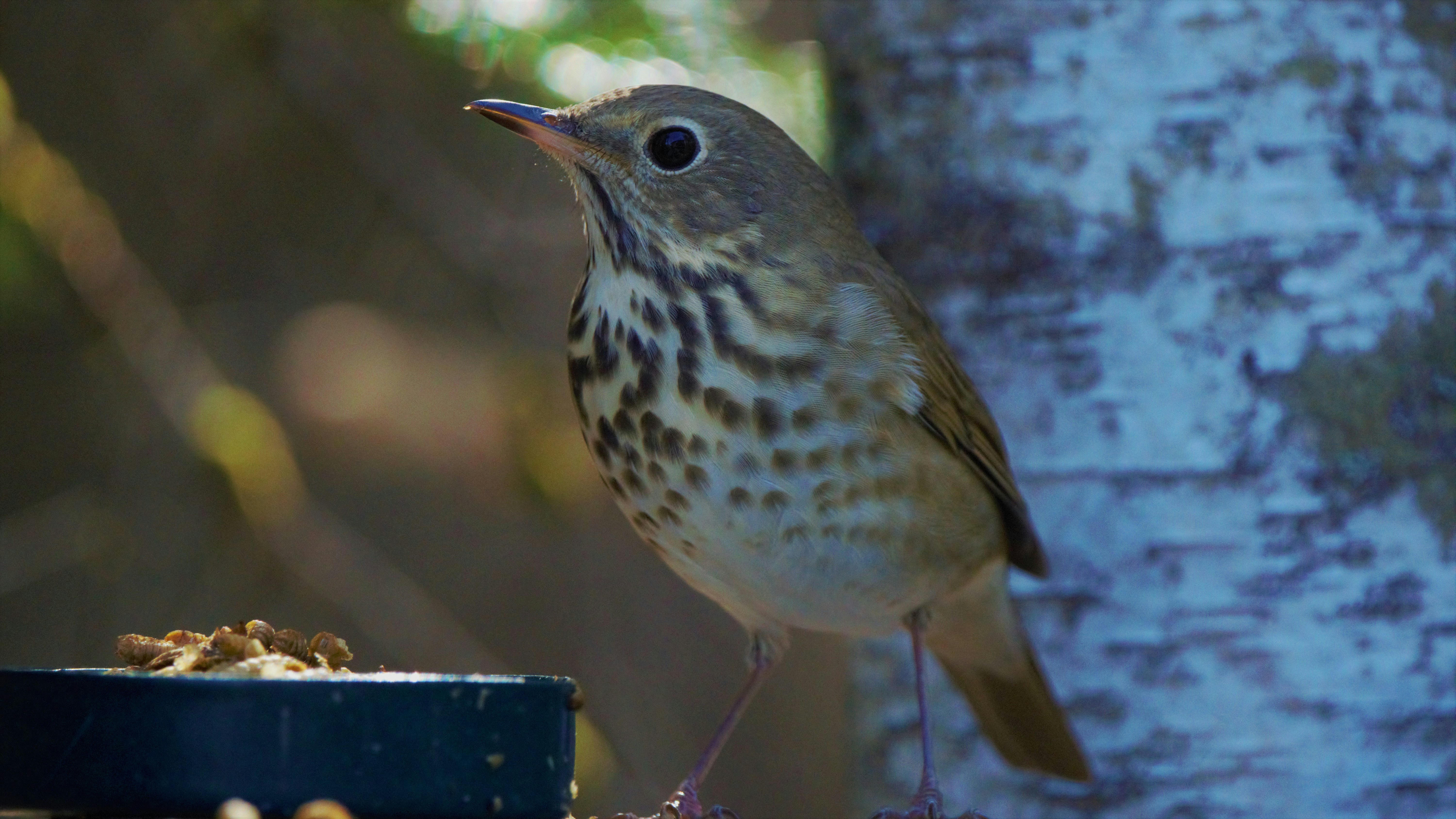 a bird standing on a bird feeder next to a tree