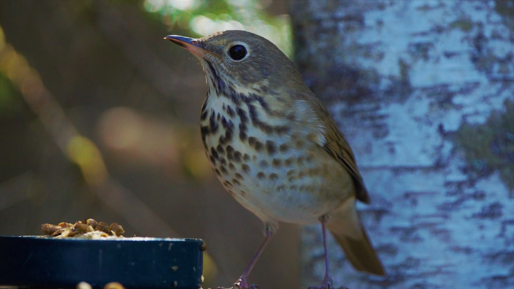 a bird standing on a bird feeder next to a tree