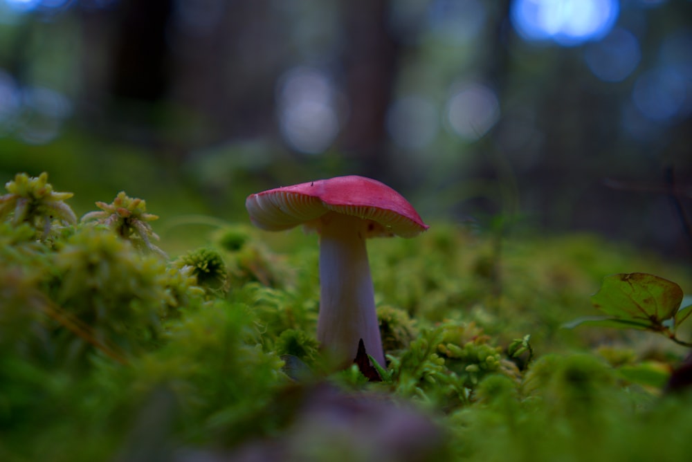 a red mushroom sitting on top of a lush green field