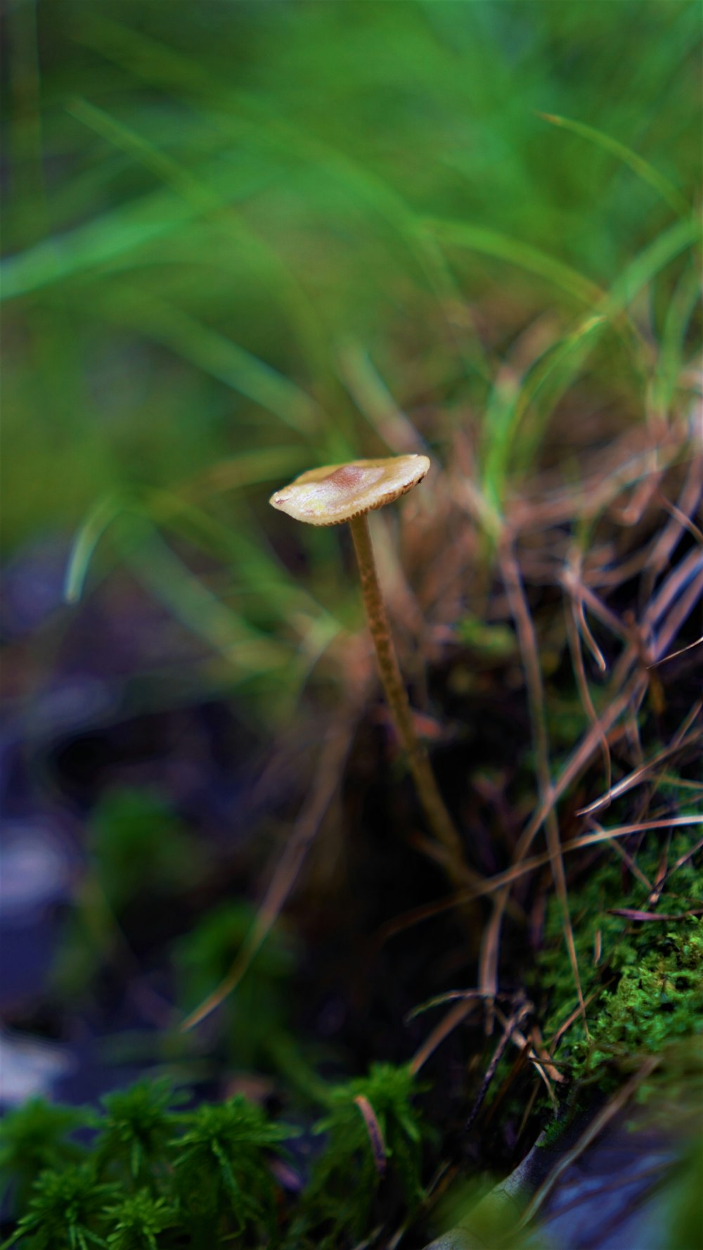 Un pequeño hongo sentado encima de un suelo cubierto de musgo