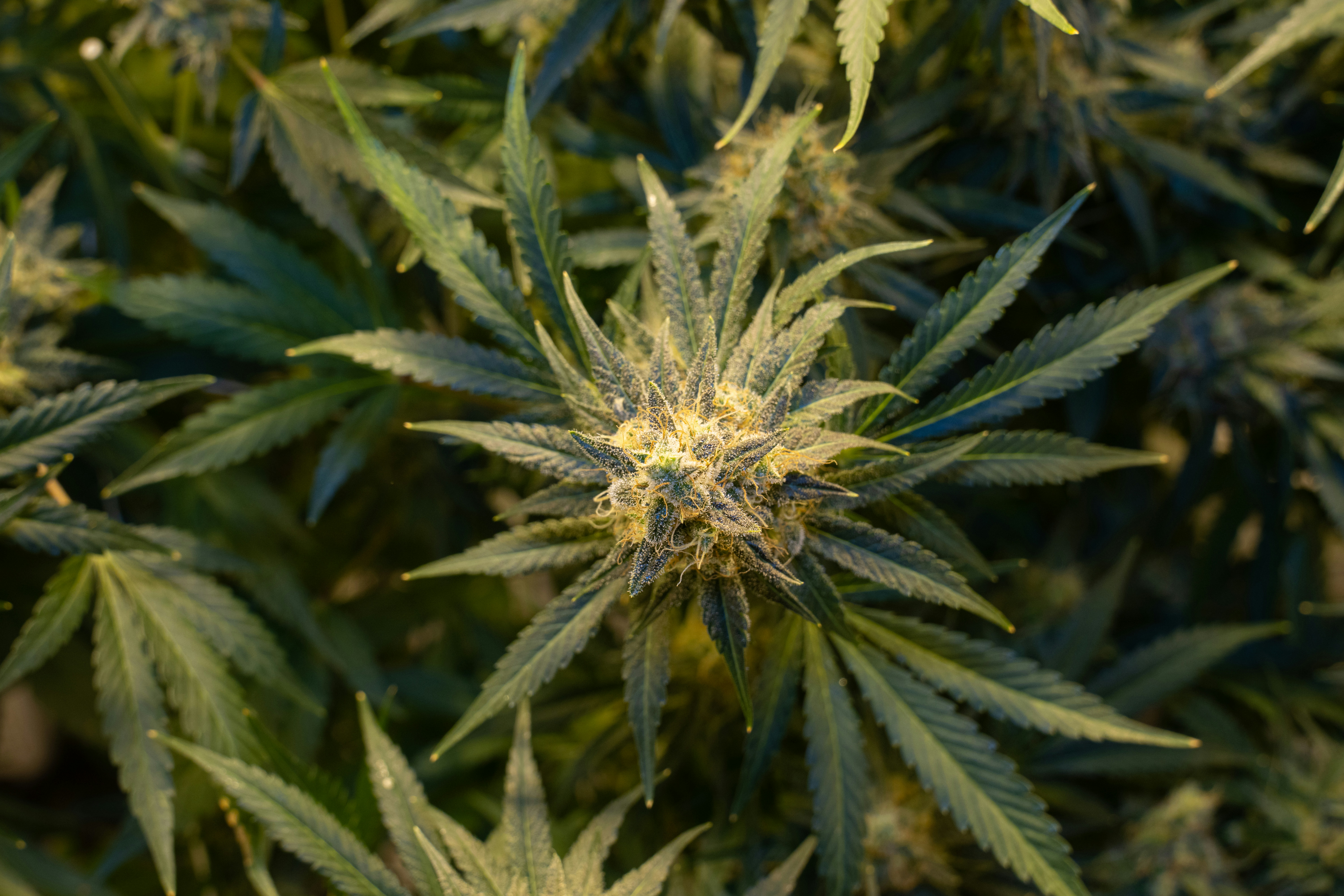 Photo by crystalweed