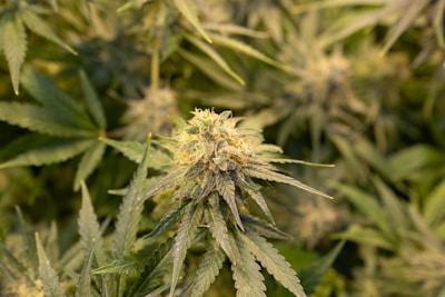 A close-up of a cannabis plant displaying jagged green leaves and a flowering bud covered in crystalline trichomes. The background shows more leaves in a soft focus, emphasizing the dense growth of the plant.