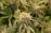 A close-up of a cannabis flower with vibrant green leaves and trichomes.