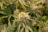 A close-up of a cannabis flower with vibrant green leaves and trichomes.
