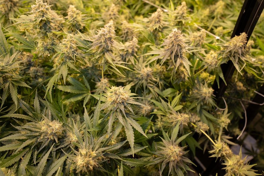 a large group of green plants in a room