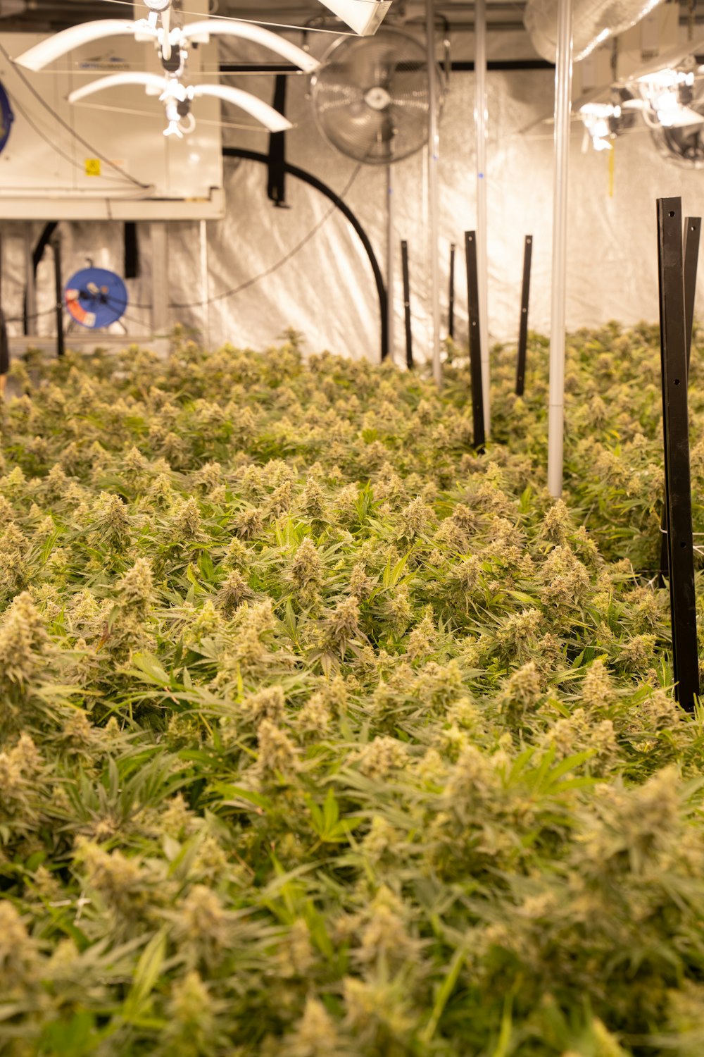 a room filled with lots of green plants