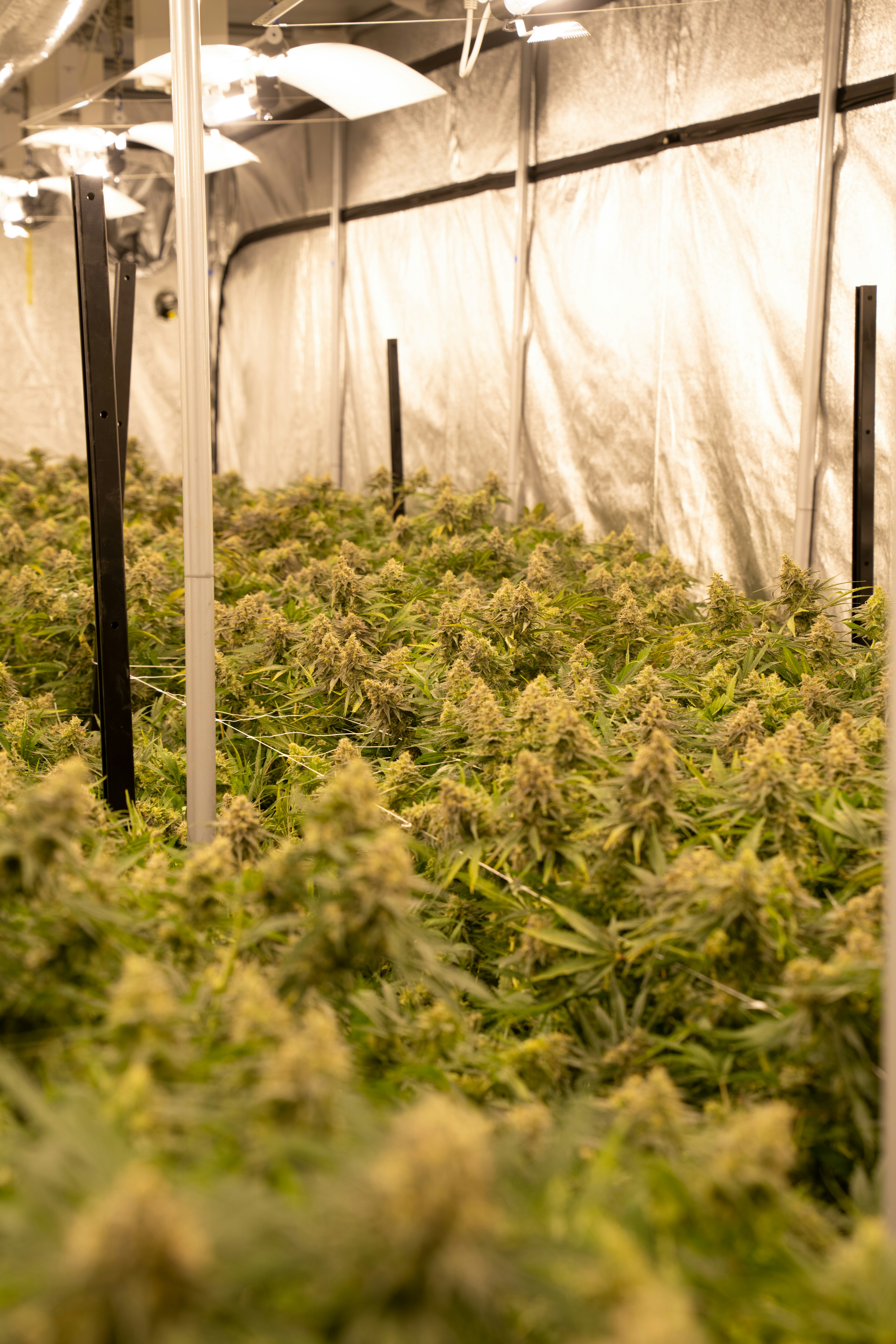 Photo by crystalweed