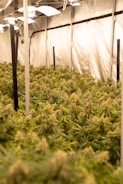 Rows of mature cannabis plants in a large-scale indoor farm.