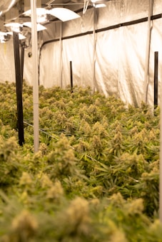 A well-lit indoor greenhouse filled with a dense array of mature cannabis plants. The plants are robust, with thick clusters of buds, surrounded by healthy green leaves. Lighting fixtures and support structures are visible above and around the plants, contributing to the controlled growing environment.