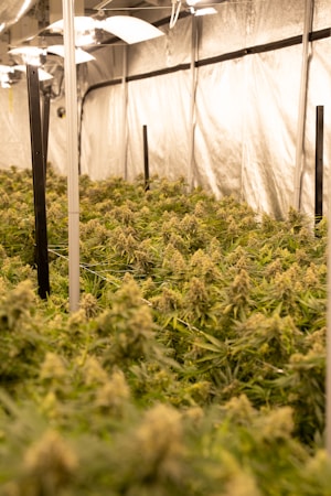 Embracing Urban Craft Aesthetics in Cannabis Cultivation