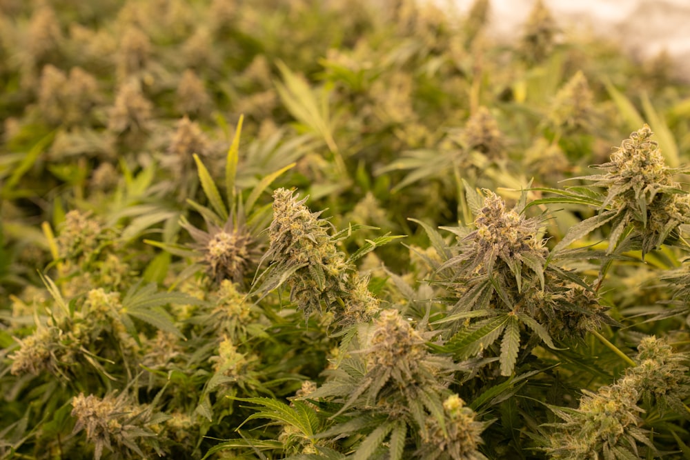 a large group of green plants in a field