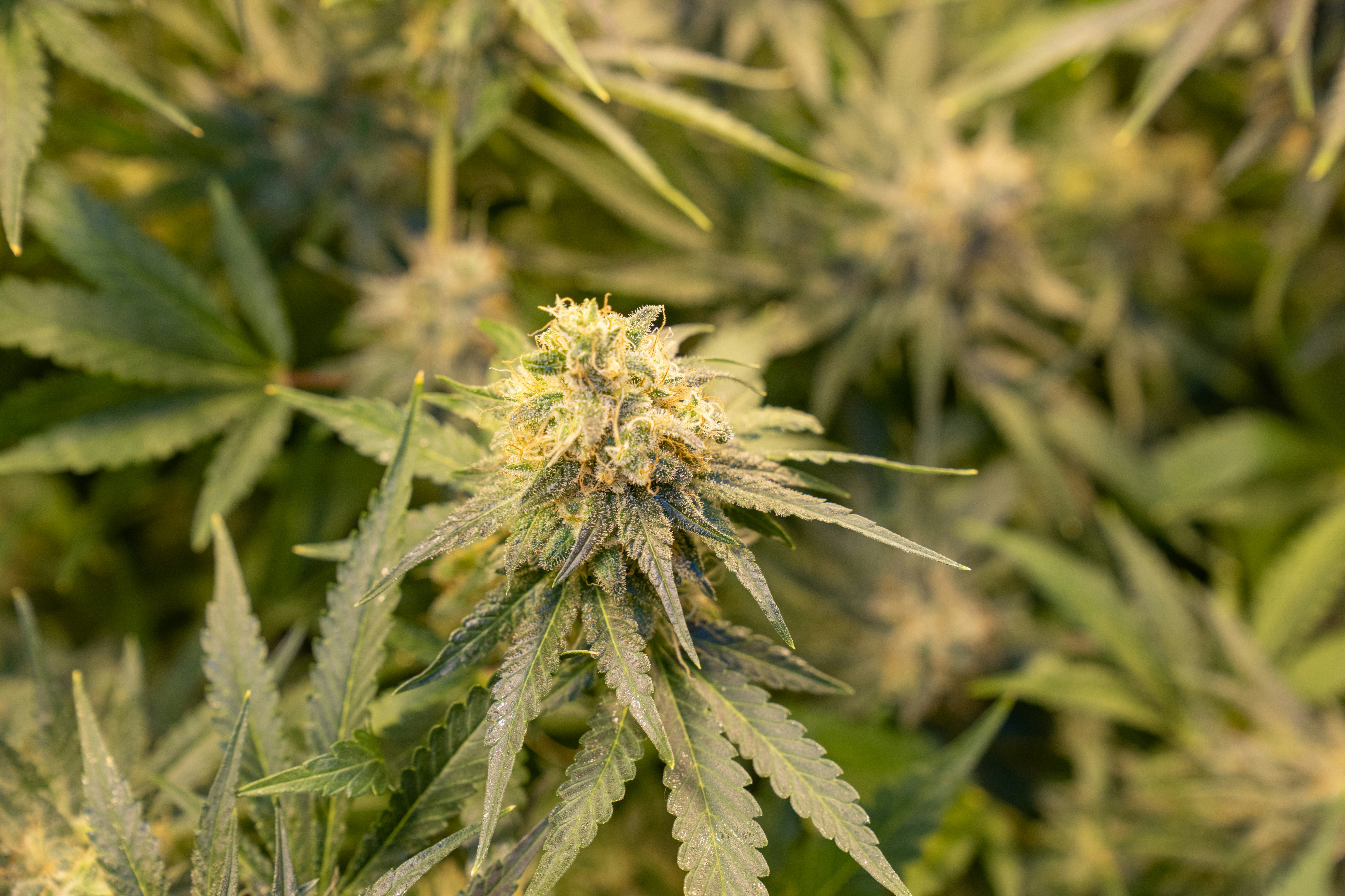 Empire Hemp Begins Selling Legal Cannabis Products in Batavia