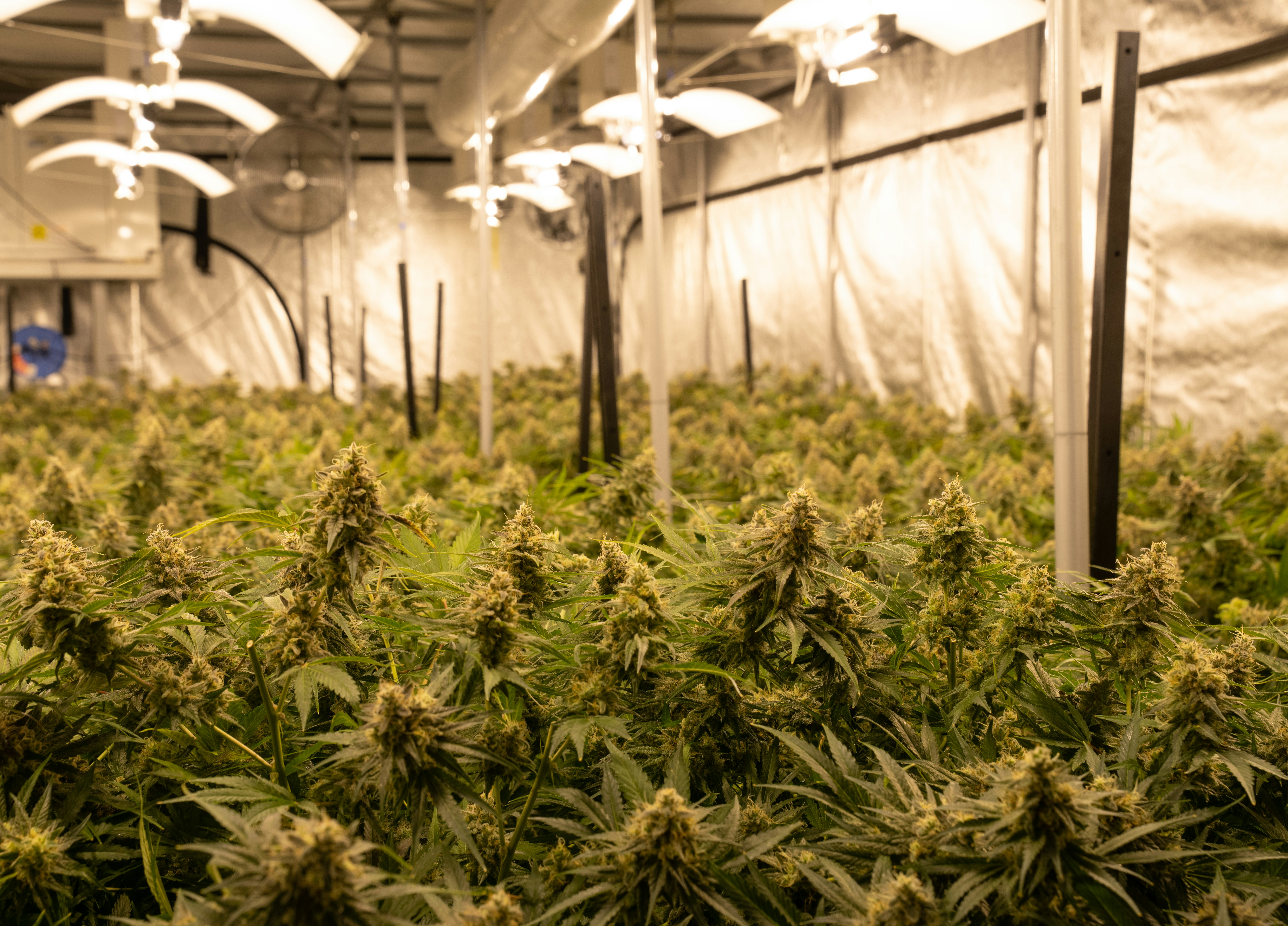 Photo by crystalweed