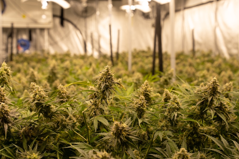 a large group of green plants in a room