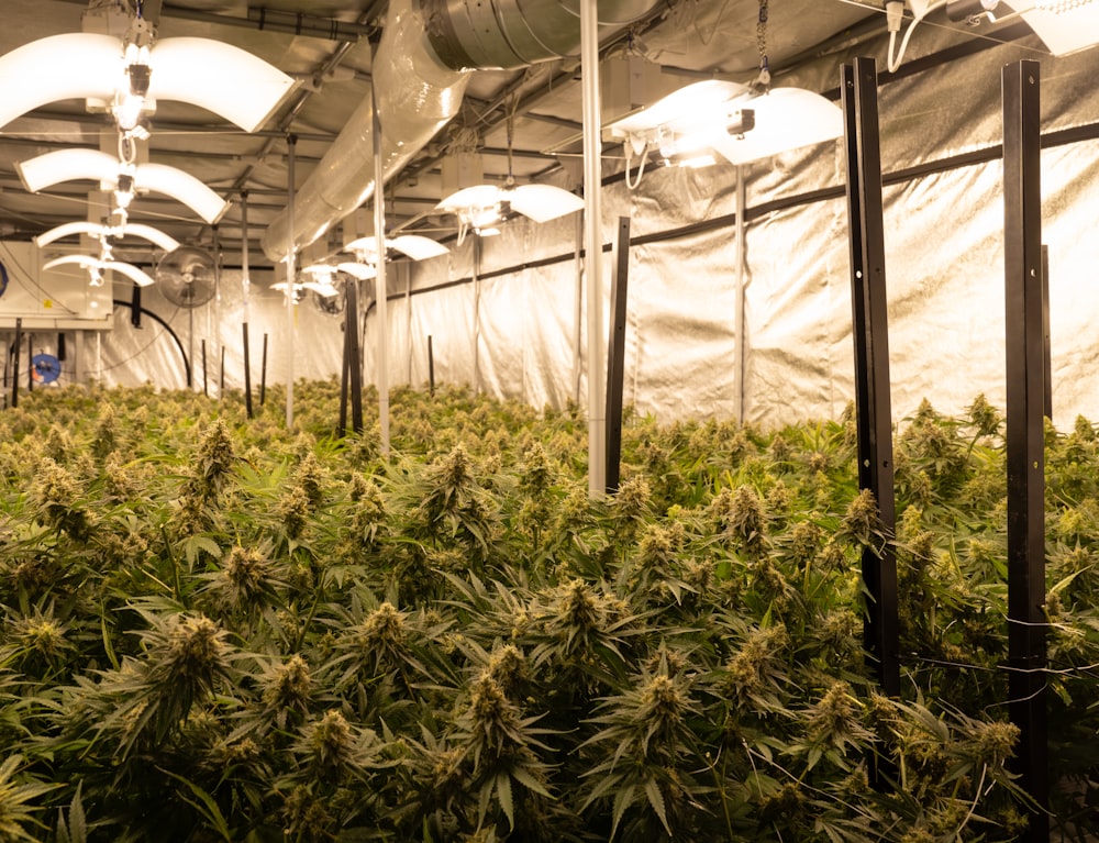 a room filled with lots of plants inside of a building