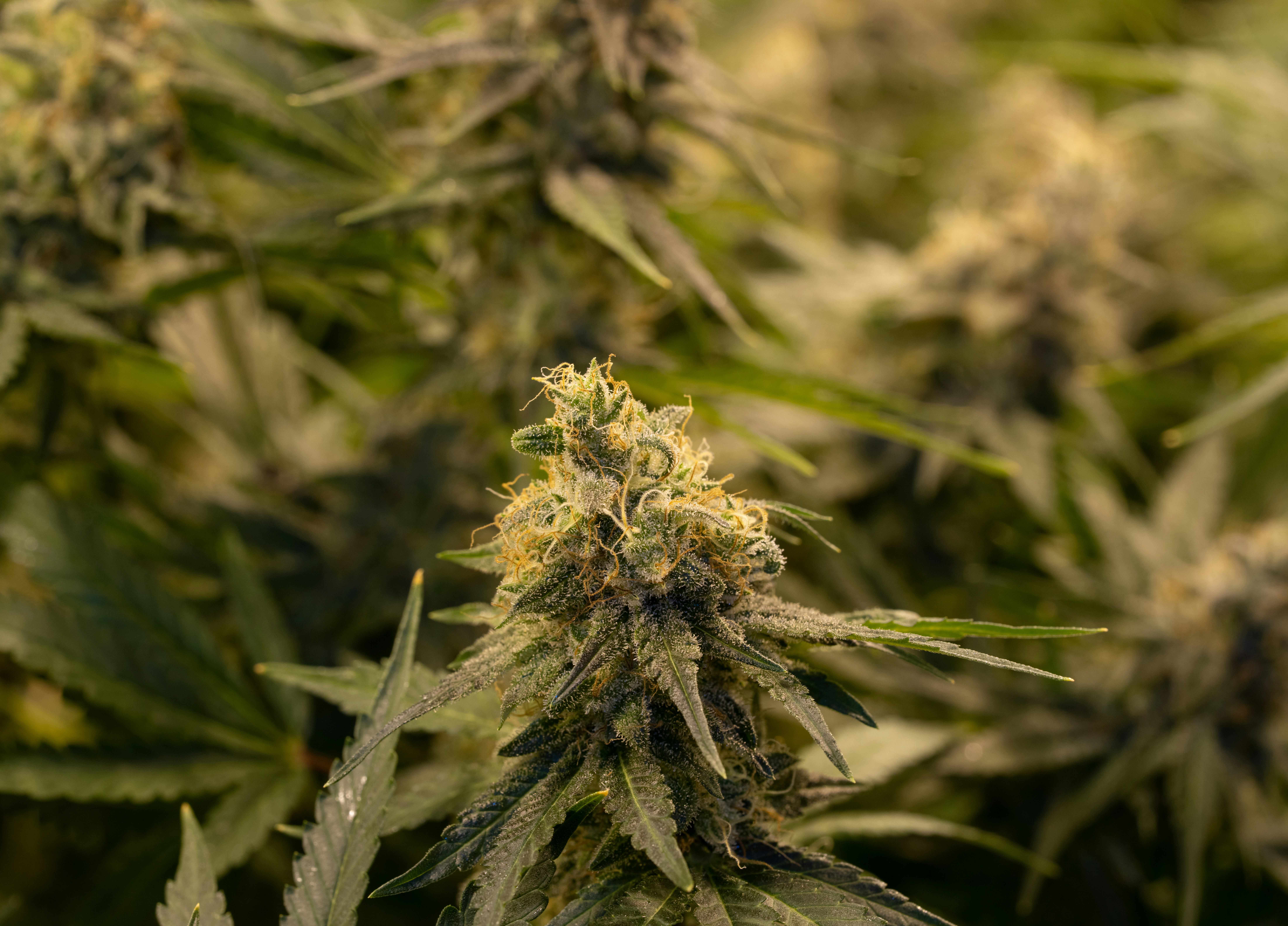 Photo by crystalweed