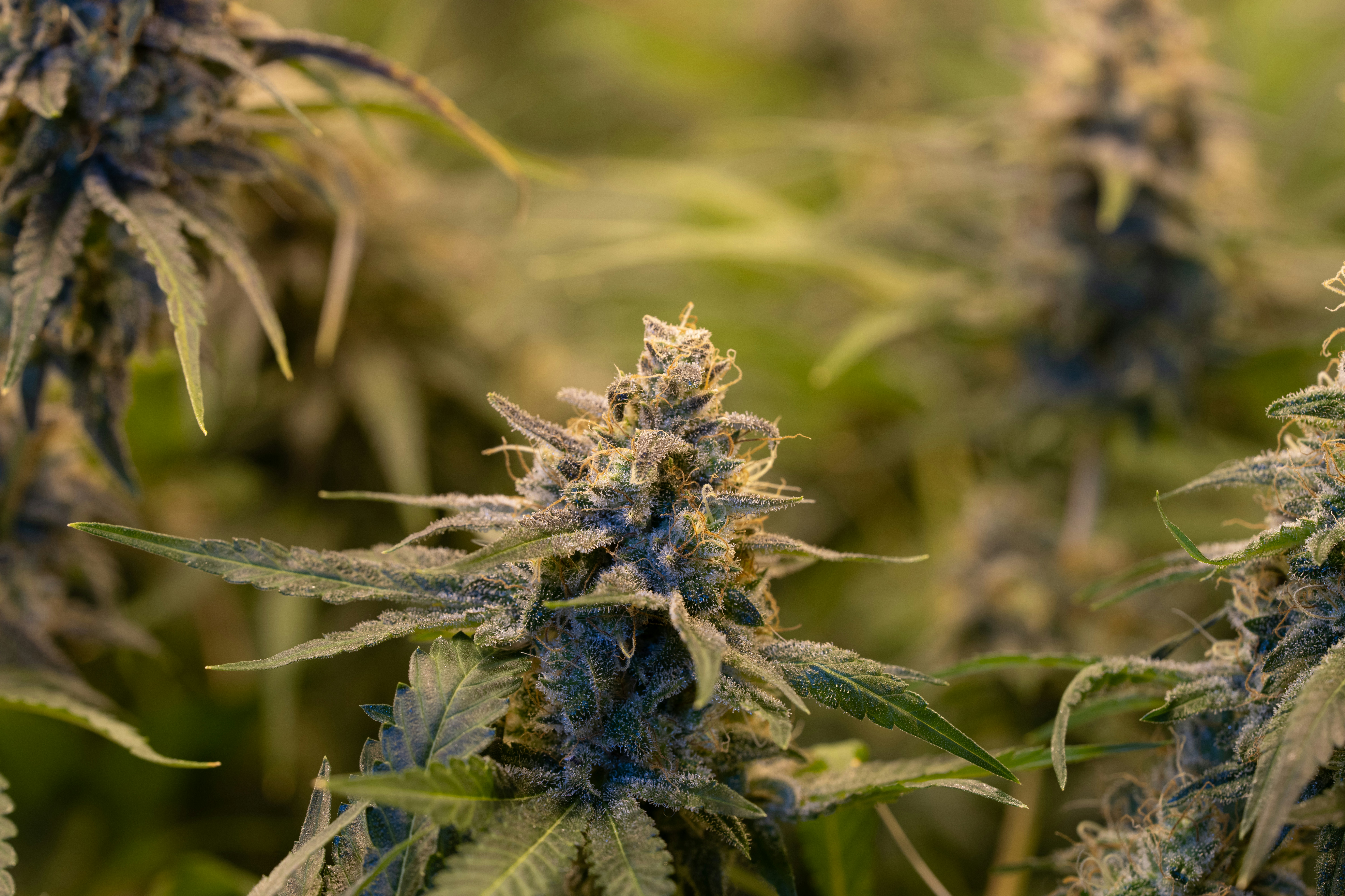 Photo by crystalweed