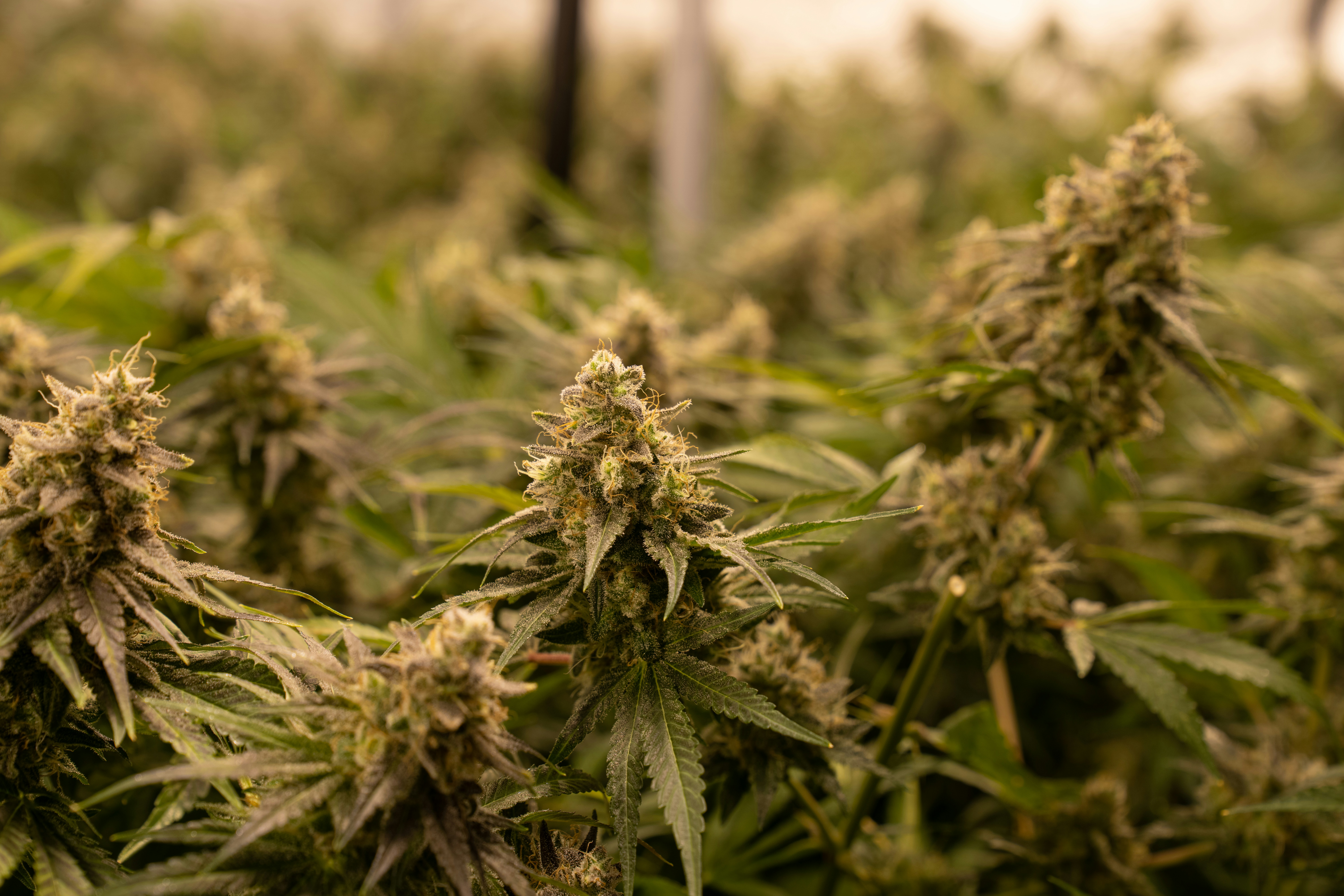 Photo by crystalweed