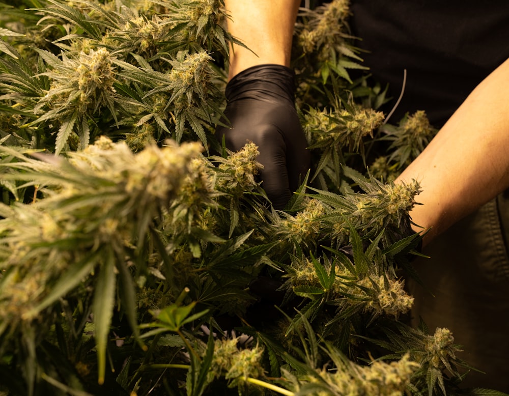 a person in black gloves is picking up a weed