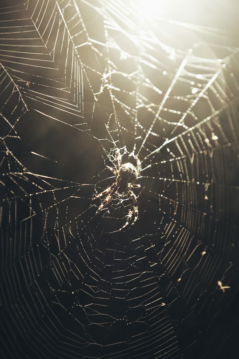 Eine Spinne sitzt in der Mitte eines Spinnennetzes