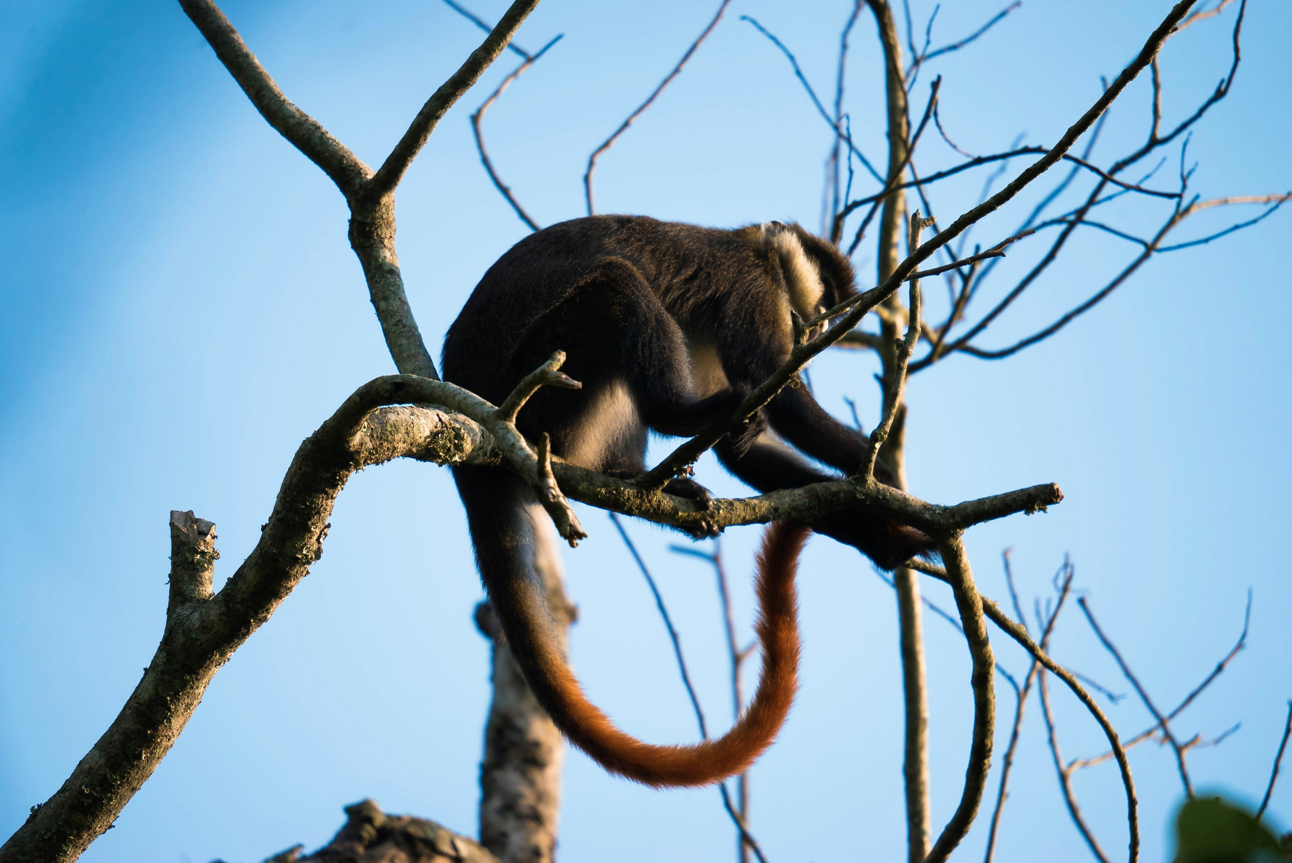 a monkey sitting on top of a tree branch, A red tailed monkey climbs a branch.