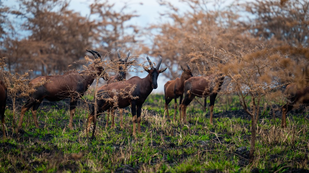 a herd of antelope grazing in a field