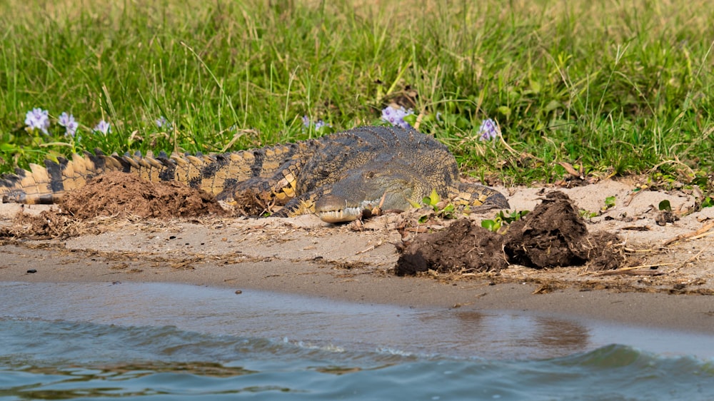 a large alligator laying on top of a sandy beach