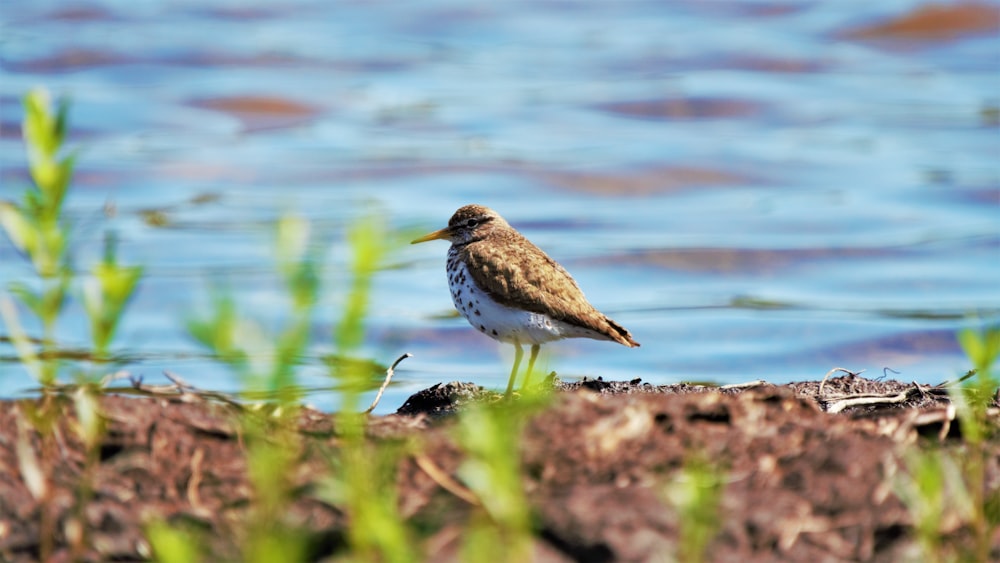 a small bird is standing on the edge of the water