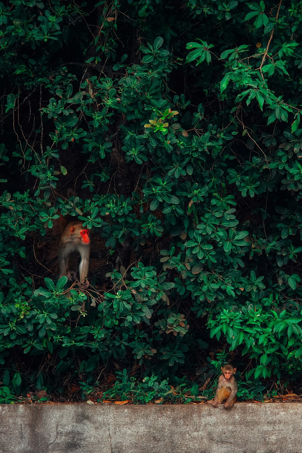 a couple of monkeys sitting on top of a tree