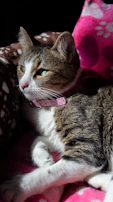A stylish cat with a pink handcrafted collar lounging on a cozy cushion.