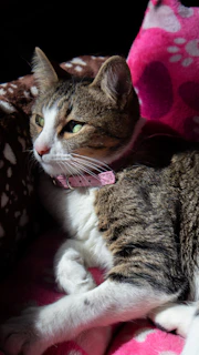 A stylish cat with a pink handcrafted collar lounging on a cozy cushion.