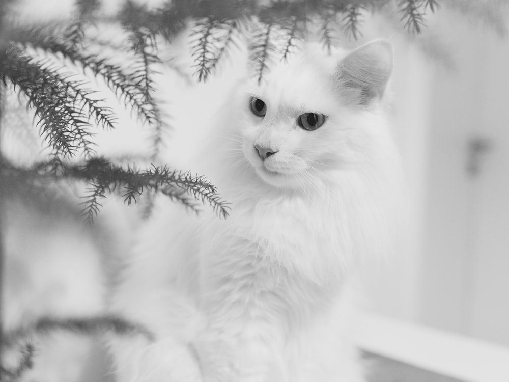 a black and white photo of a white cat