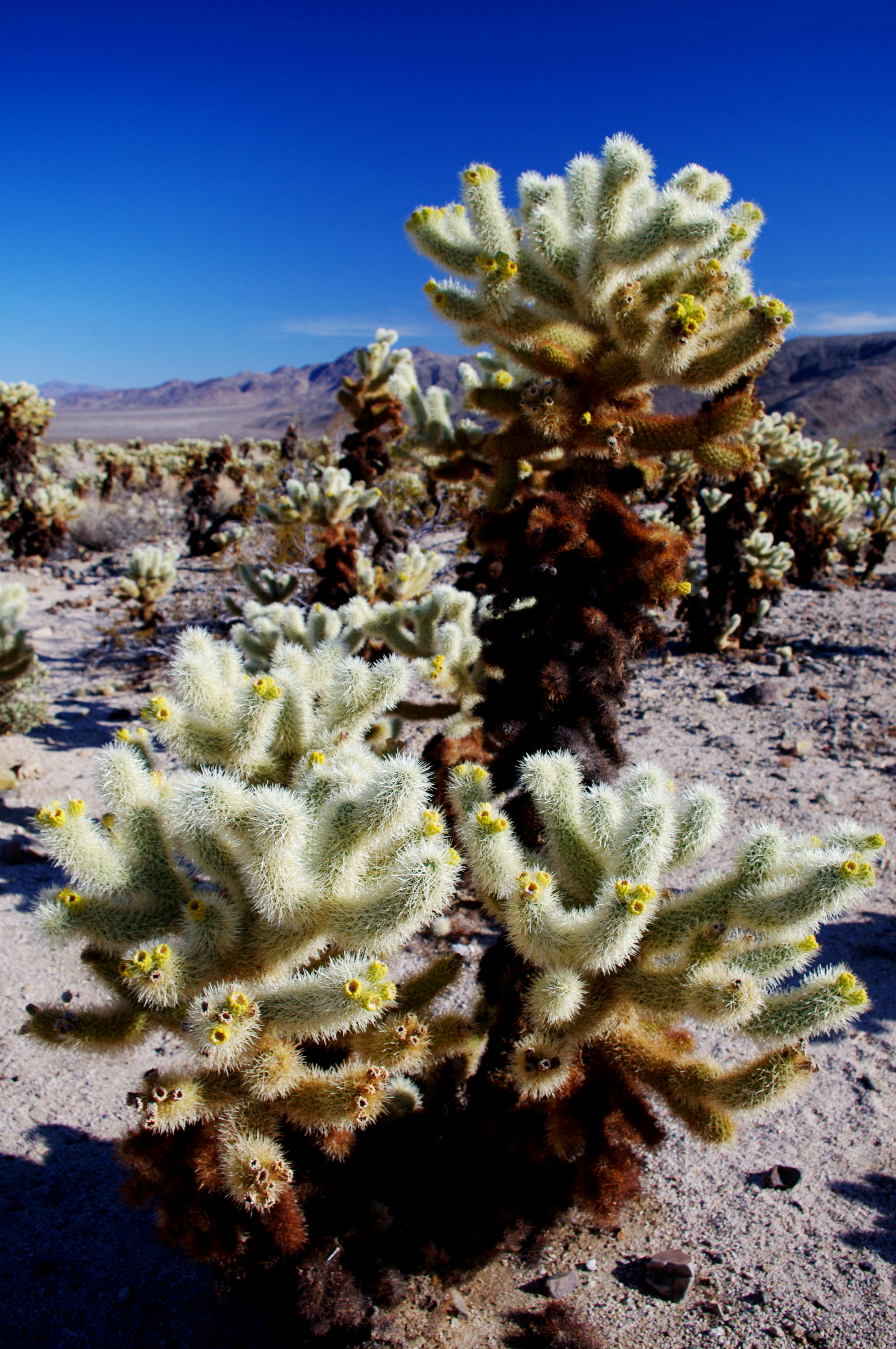 Photo by goldenplover31