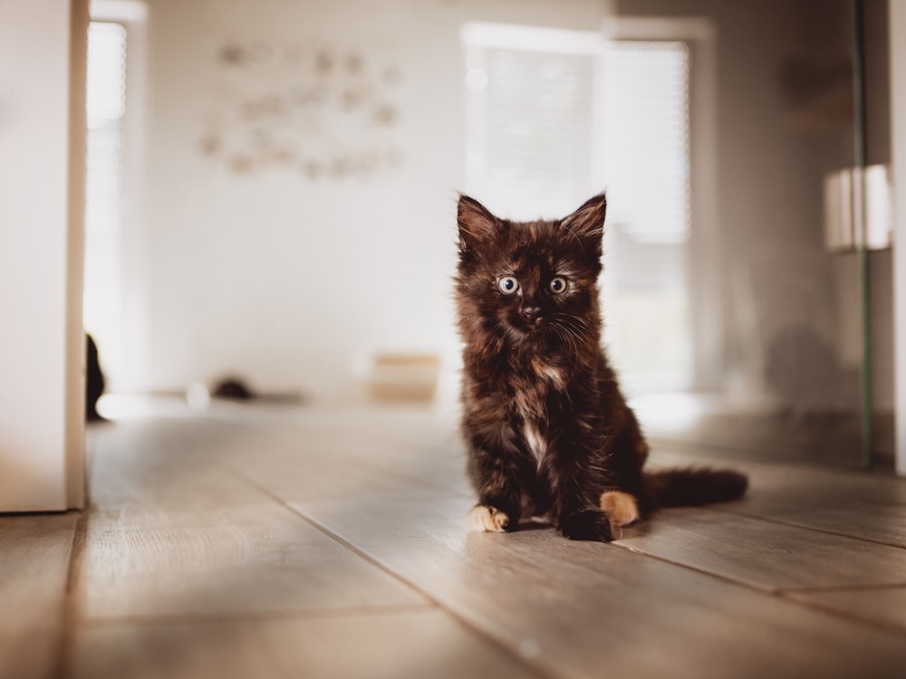 a brown kitten sitting on top of a wooden floor