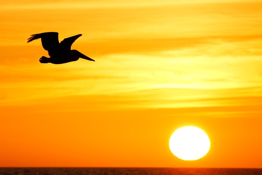 Ein Vogel, der bei Sonnenuntergang über den Ozean fliegt