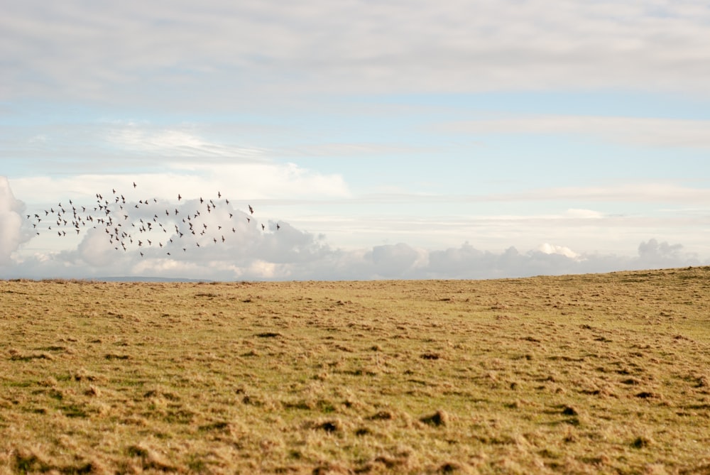 um bando de pássaros voando sobre um campo de grama seca