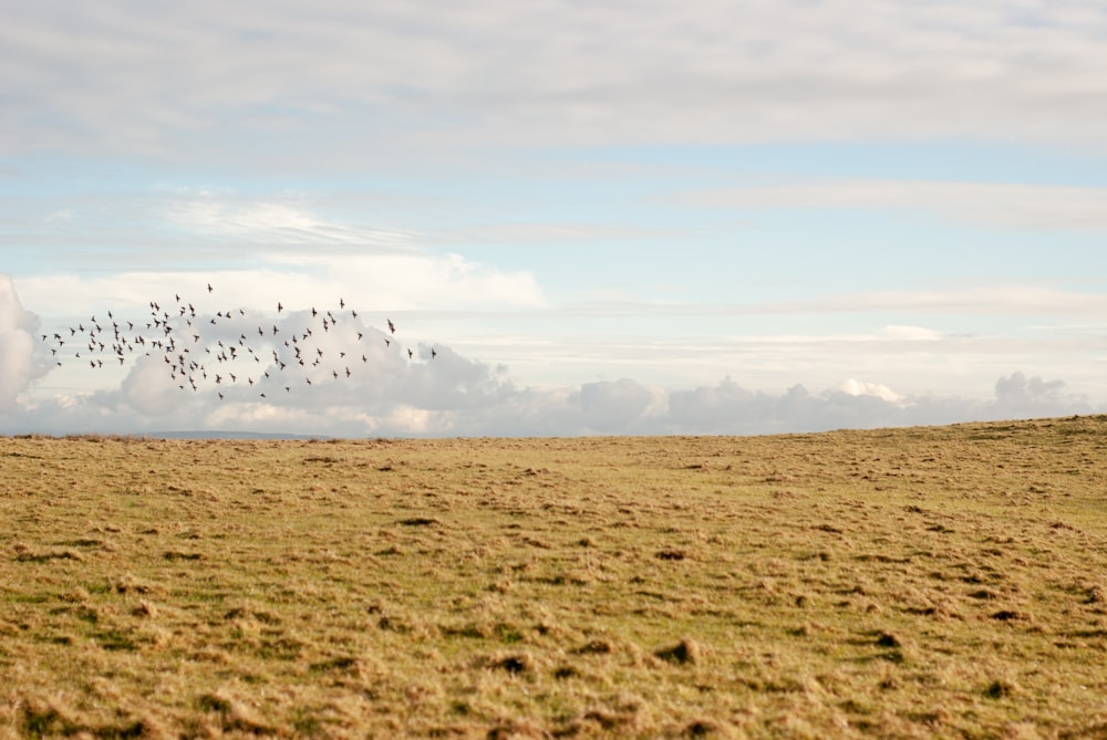 a flock of birds flying over a dry grass field