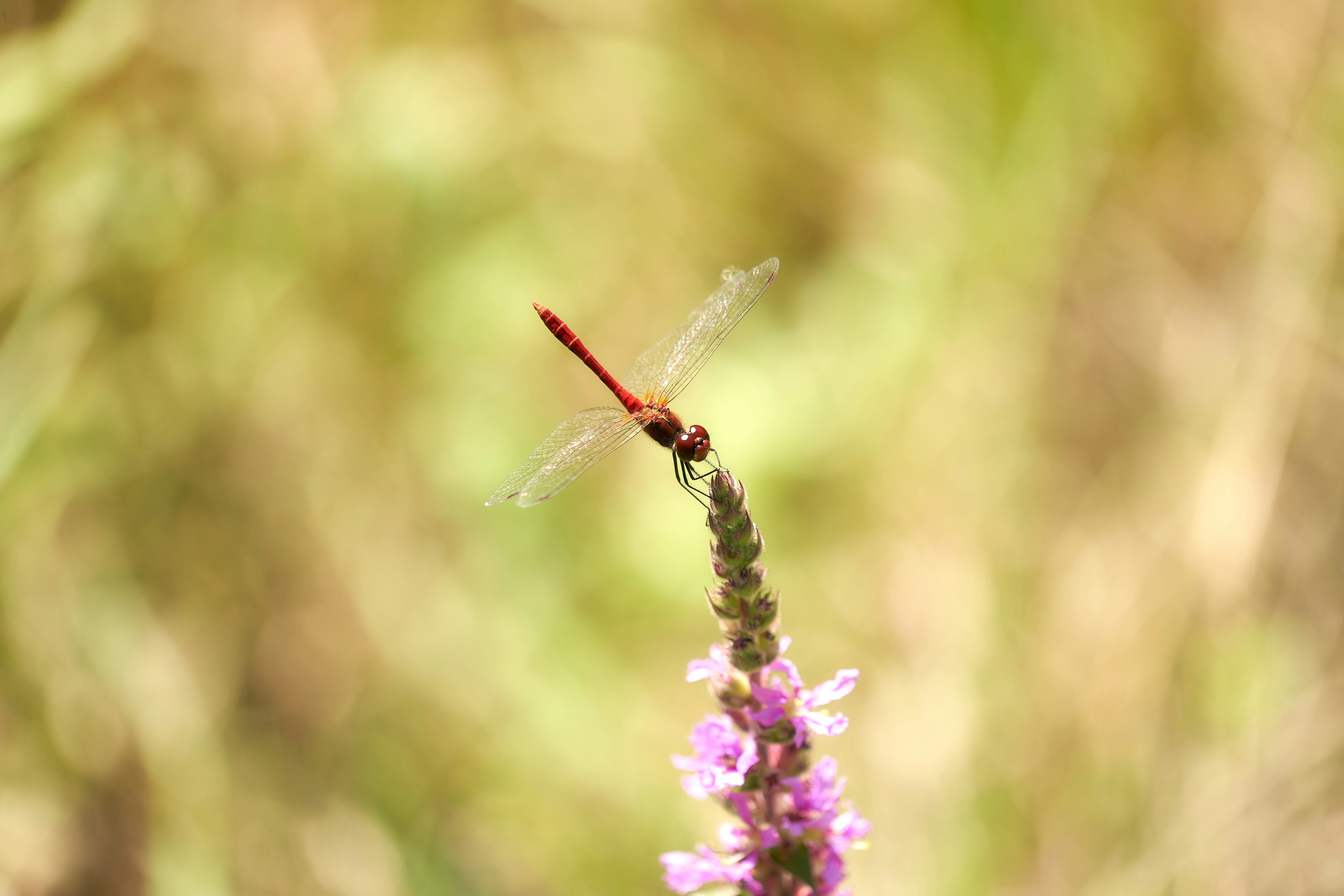 Photo by wolfgang_hasselmann