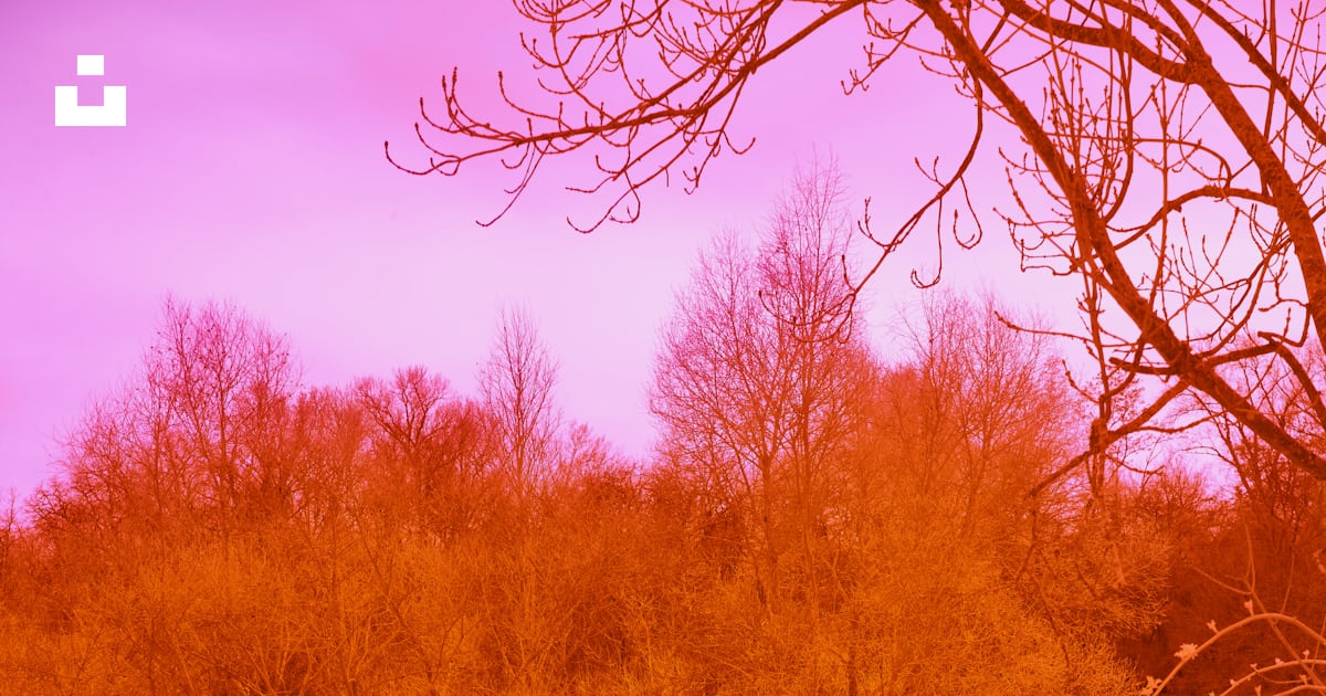 Une photo rouge et rose d’arbres et d’un plan d’eau photo – Photo ...