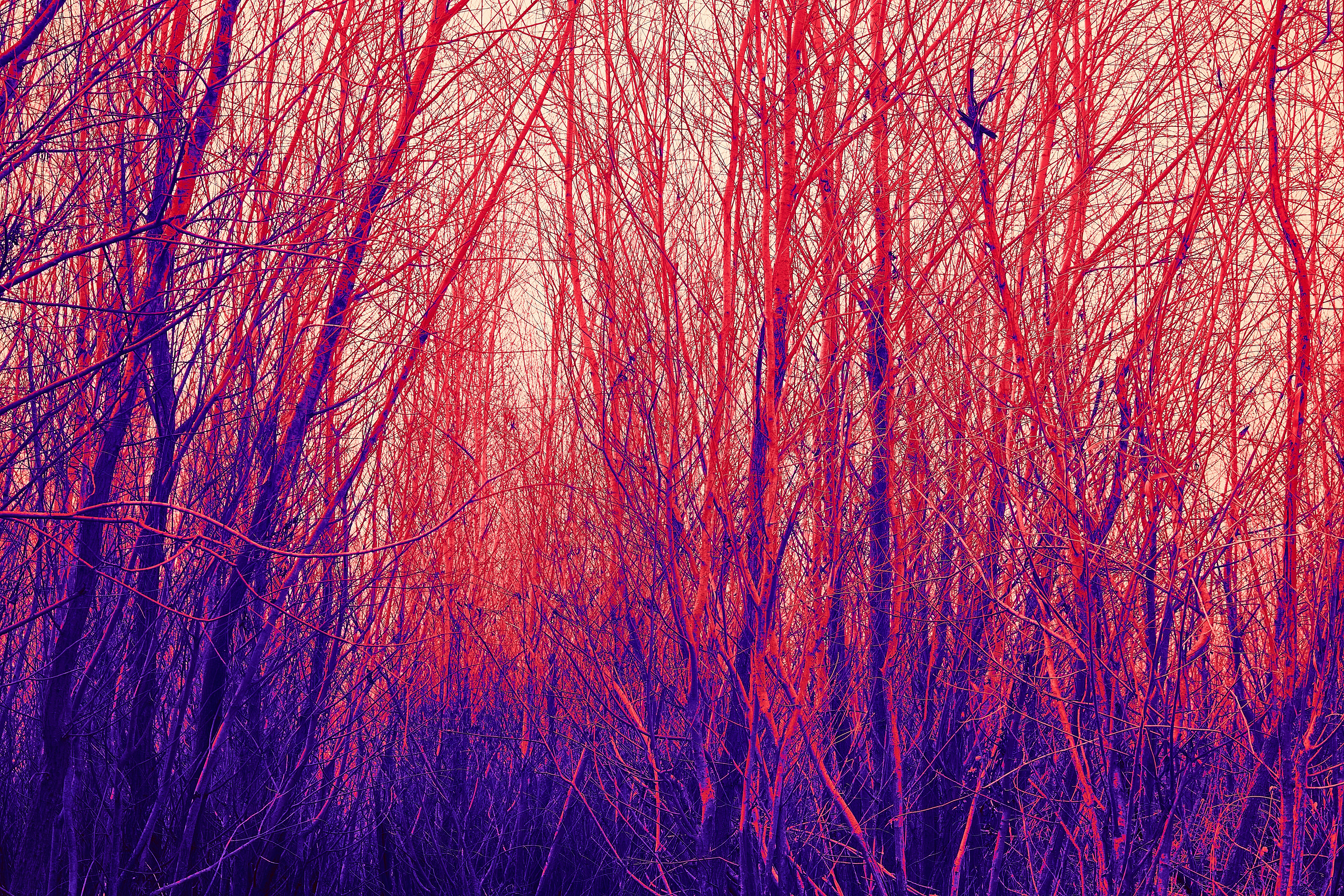 Photo by wolfgang_hasselmann