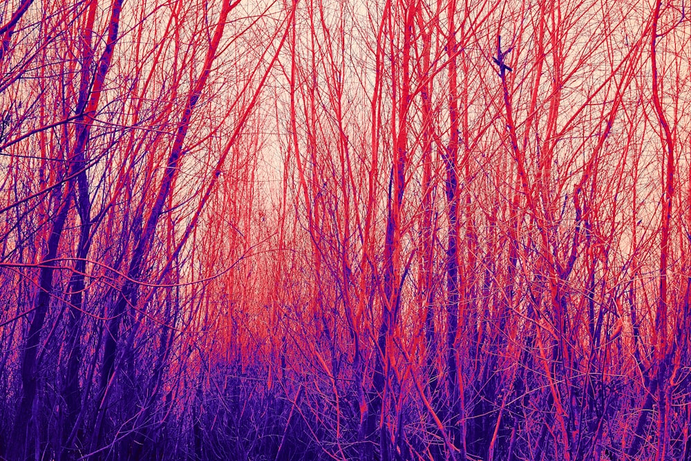 a forest filled with lots of tall red trees