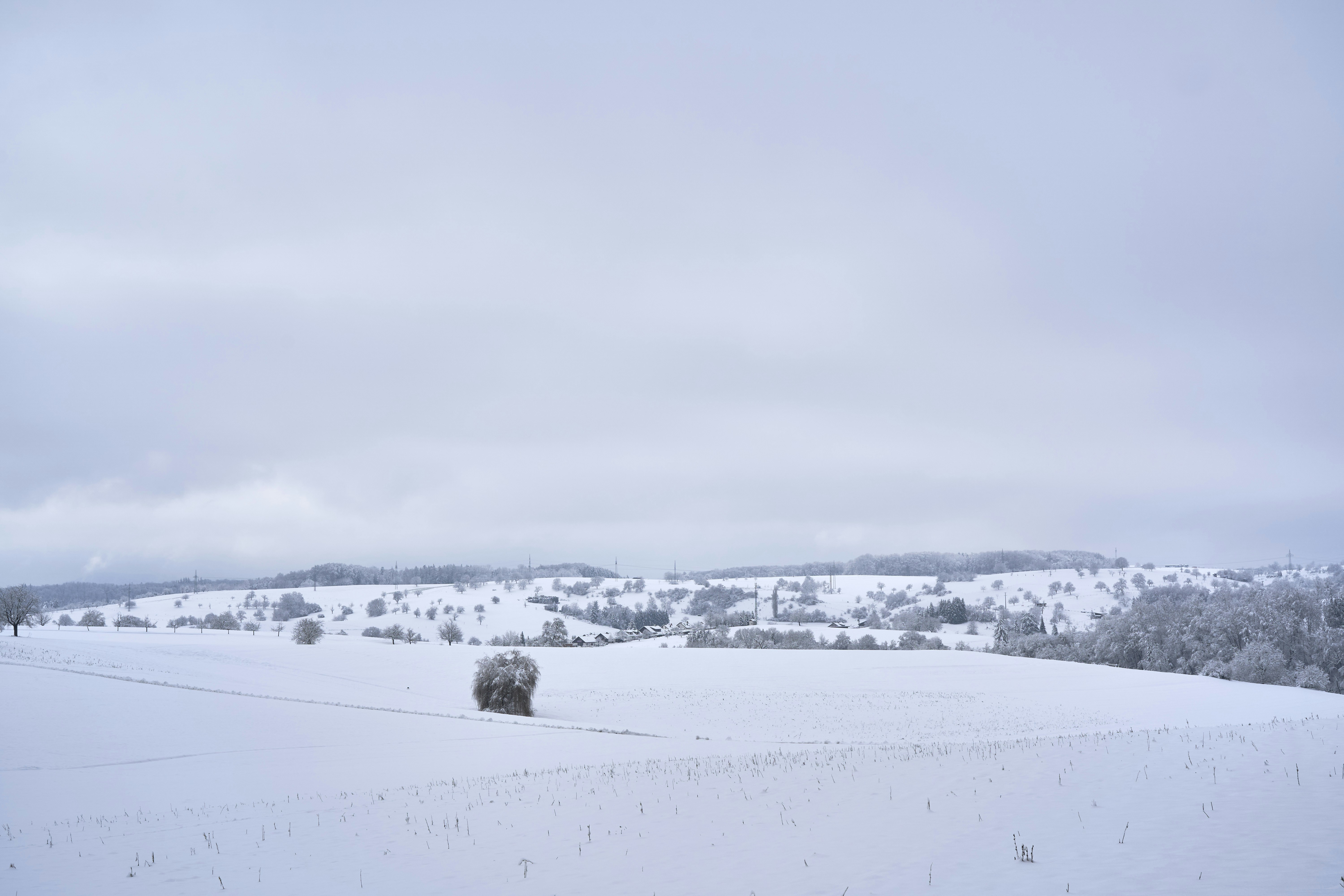 Photo by wolfgang_hasselmann