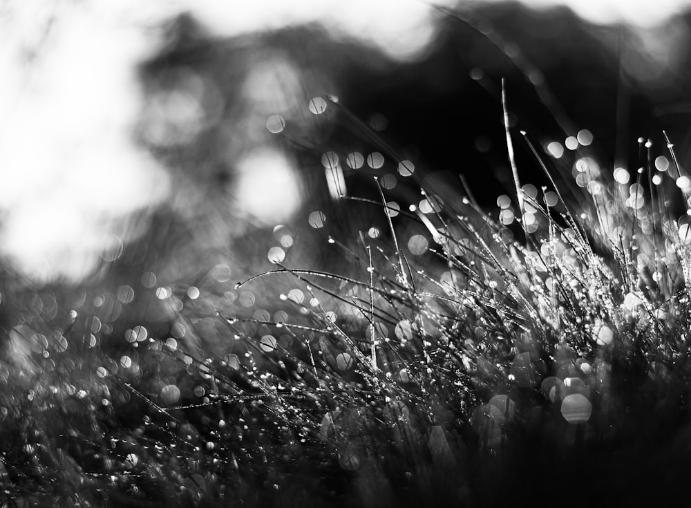 a black and white photo of water droplets on grass