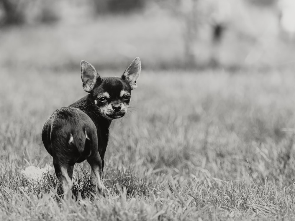 a small dog standing on top of a grass covered field