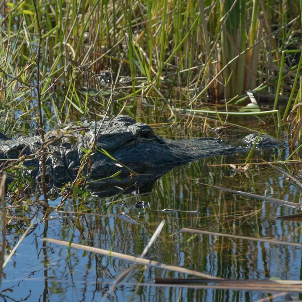 a large alligator in a body of water