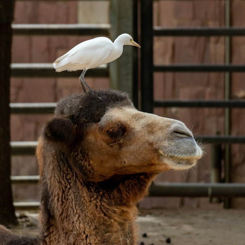 a white bird sitting on top of a camel