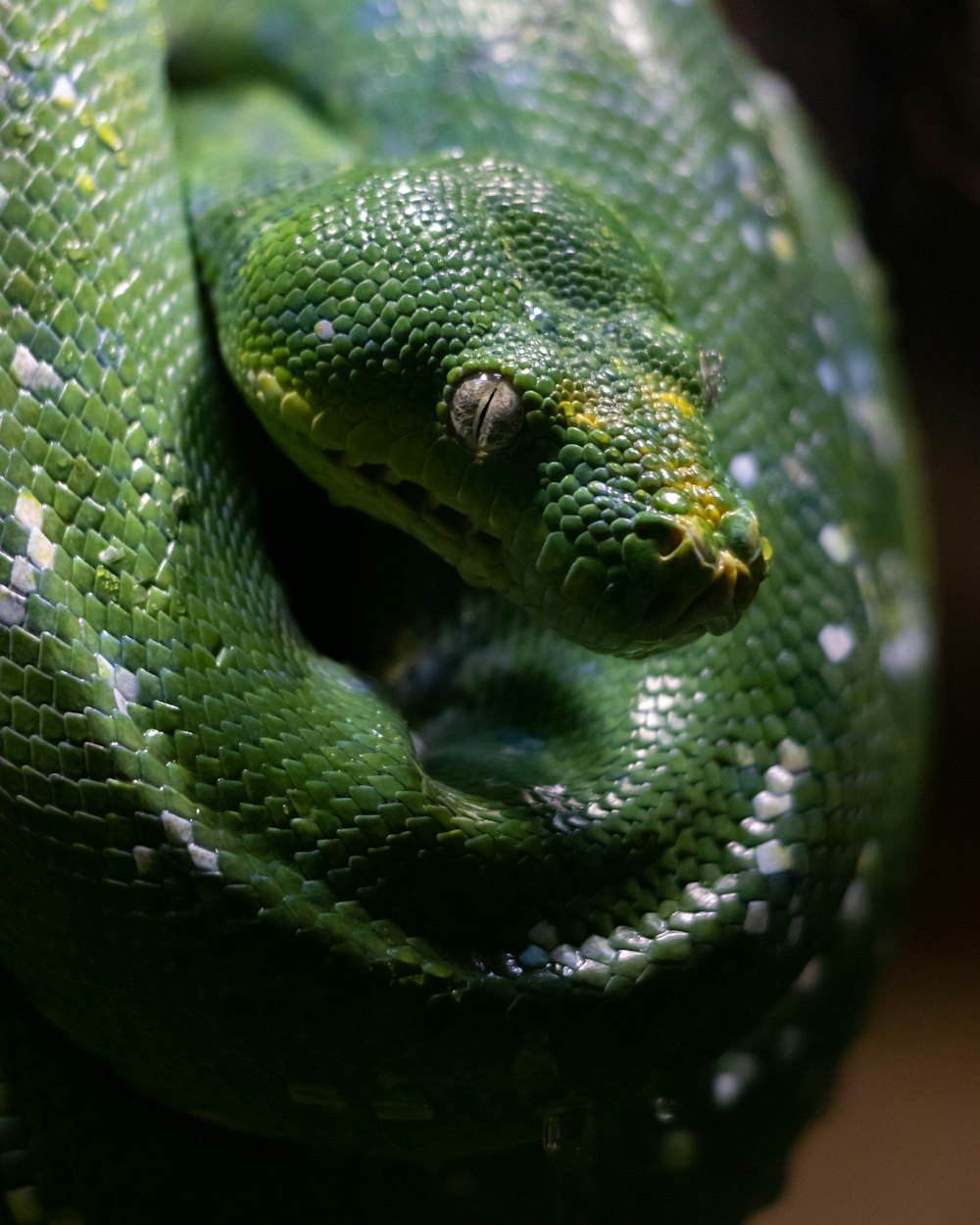 a green snake is curled up on a branch